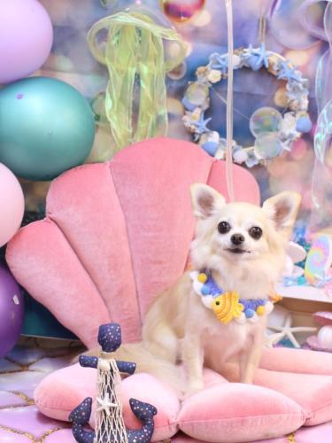 20240808ミルクちゃん